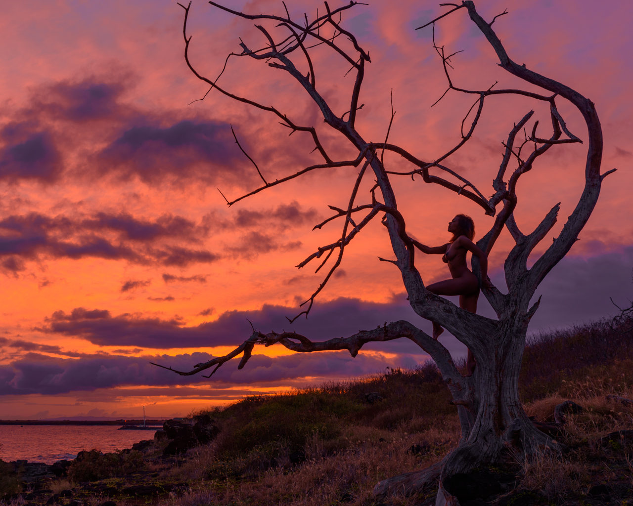 Merrique , Kauai sunset tree